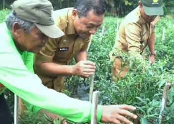Saat Panen Cabai di Geragai, Ini Harapan yang Disampaikan Sekda Tanjab Timur