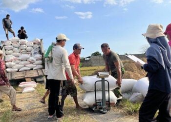 Hingga September 2025, Penyerapan GKP Bulog Kantor Cabang Kuala Tungkal Tembus 120 Persen
