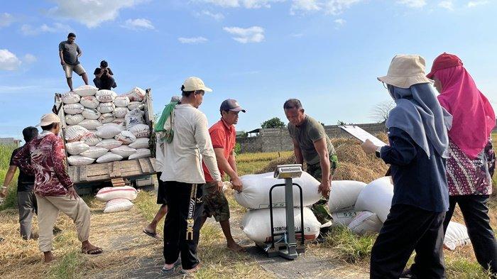 Hingga September 2025, Penyerapan GKP Bulog Kantor Cabang Kuala Tungkal Tembus 120 Persen