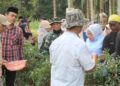 Ketua DPRD Tanjab Timur Panen Cabai dan Padi Bersama Petani di Kecamatan Rantau Rasau