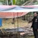 Kapolsek Mendahara Merespon Cepat Keluhan Masyarakat Terkait Aktivitas Sambung Ayam yang Meresahkan